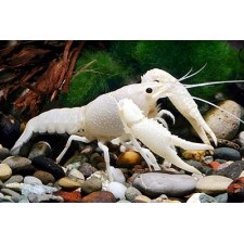 Procambarus clarkii White