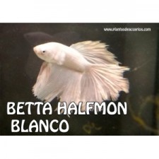 Betta halfmoon blanco macho