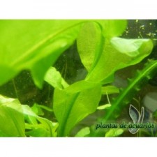Aponogeton ulvaceus