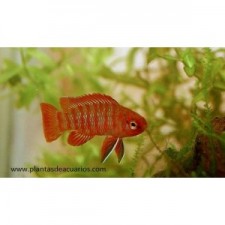 Badis Bengalensis