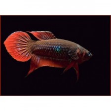 Betta Cocinna