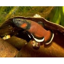 Betta Albimarginata