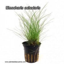 Eleocharis acicularis