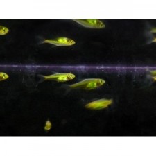 Micro-Rasbora kubotai