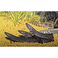 Polypterus ornatipinnis 8 cm