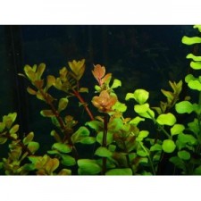 Rotala rotundifolia manojo