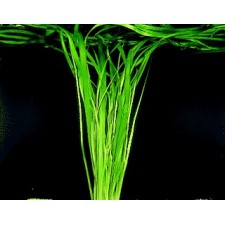 Vallisneria gigantea manojo