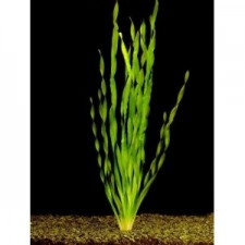 Vallisneria asiatica (tortifolia) manojo