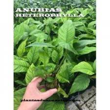 Anubia heterophylla