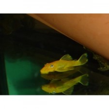 Ancistrus yelow (ojos negros-rojizos) 3 cm