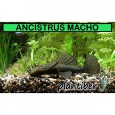 Ancistrus negro 11-12cm macho Adulto