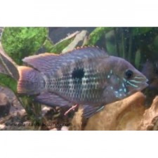 Aequidens rivulatus. Terror verde 9 cm