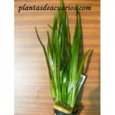 Vallisneria spiralis "Marmol"