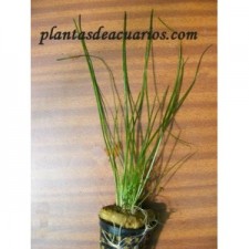 Vallisneria nana
