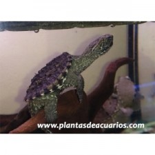 Tortuga mordedora. Chelydra serpentina