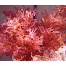 Halymenia red