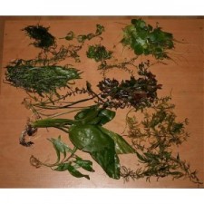 Lote 5