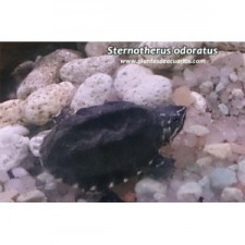 Sternotherus odoratus -   Baby