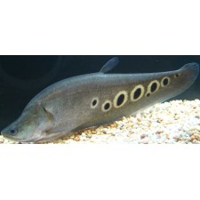 Pez cuchillo Chitala ornata 14 cm