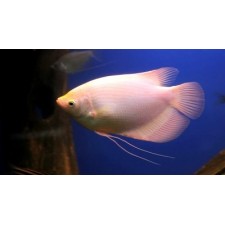 Gurami gigante  gourami Osphronemus