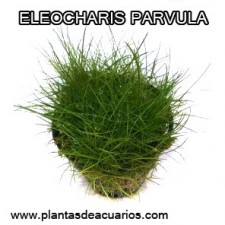 Eleocharis parvula