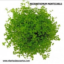 Micranthemum Montecarlo