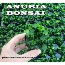 Anubia bonsai