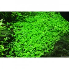 Micranthemum Montecarlo (6 unid) 3€/ unid