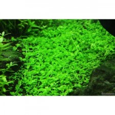 Micranthemum Montecarlo (6 unid) 2,50€,/ unid