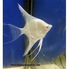 Escalar  altum peruensis albino 4 cm