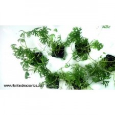 Ranunculus inundatus 2,50€/unid