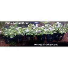 Lobelia cardinalis mini 2,50€/unid