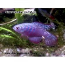 Simpsonichthys magnificus (pareja)
