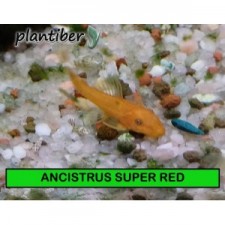 Ancistrus super red  3-4 cm
