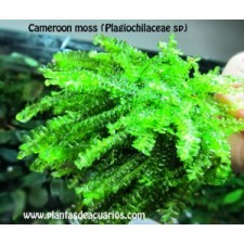 Cameroon moss (Plagiochilaceae sp)