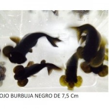 OJO DE BURBUJA NEGRO 6 CM