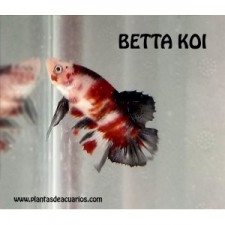 Betta koi  macho