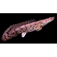 Polypterus endlicheri 5 cm