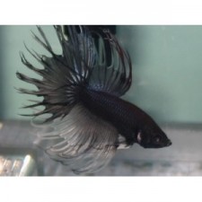 Betta macho corona negro