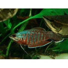 GOURAMI SAMURAI VAILLANTI 4 CM