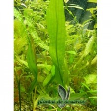 Aponogeton henkelianus