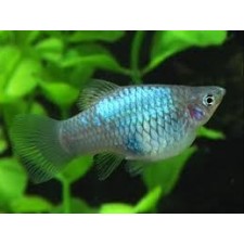 Platy azul