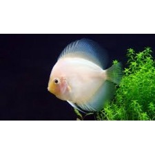 DISCO BLANCO DIAMANTE 6-7 CM