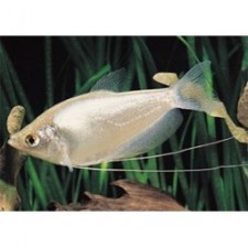 GOURAMI PLATA LUZ DE LUNA 5-6 CM