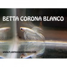 BETTA MACHO COLA CORONA BLANCO METALICO 4 CM