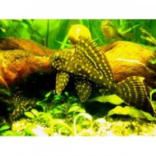 PLECOSTOMUS MARIPOSA MARMOL 4-5 CM