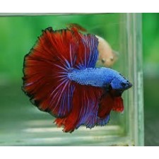 Betta macho blue fire dragon premium