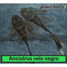 Ancistrus velo negro 3,5-4 cm