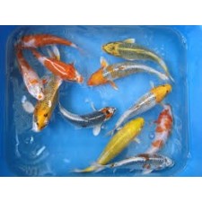 KOI SURTIDO 9-10 CM