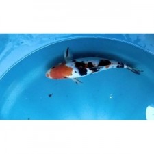 KOI TRICOLOR  13 CM